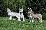 SIBERIAN HUSKY 395